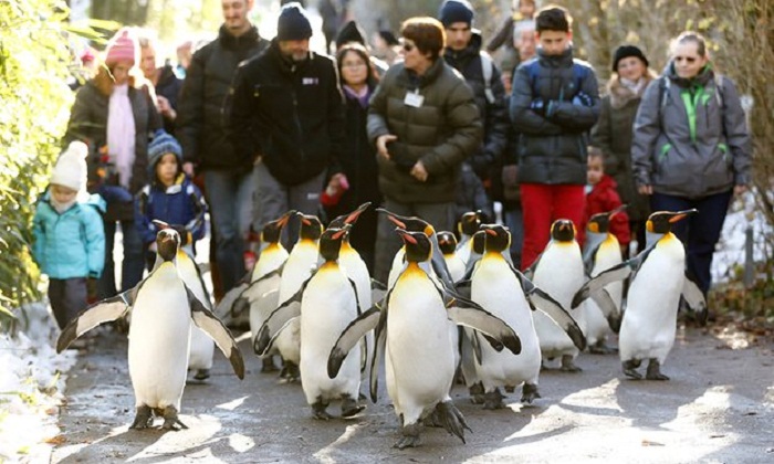 Walk like a penguin to avoid slipping on ice, German doctors advise 
